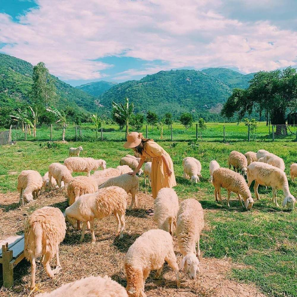 Đồng Cừu Nha Trang