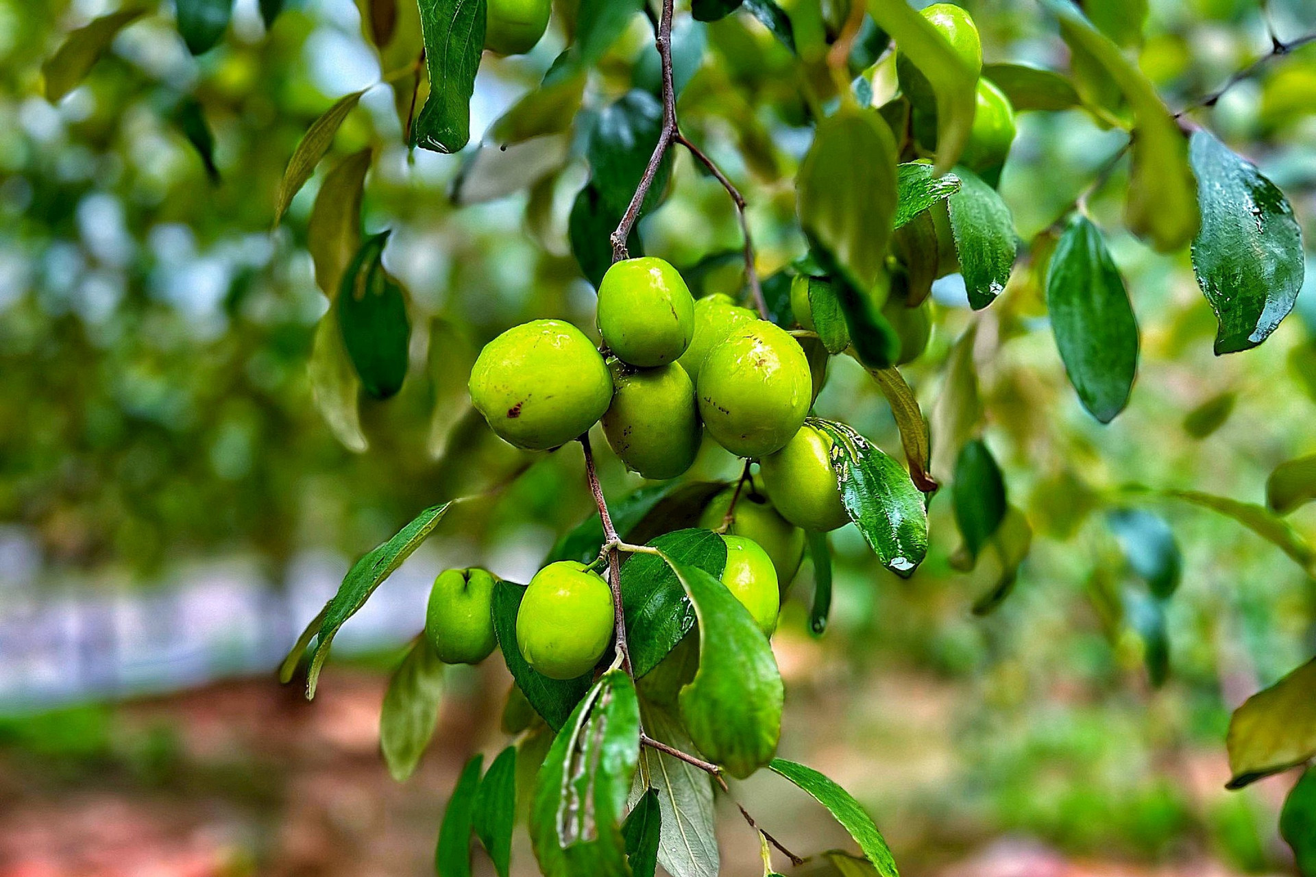 Táo Bàng La - Đặc sản Táo Muối Hải Phòng