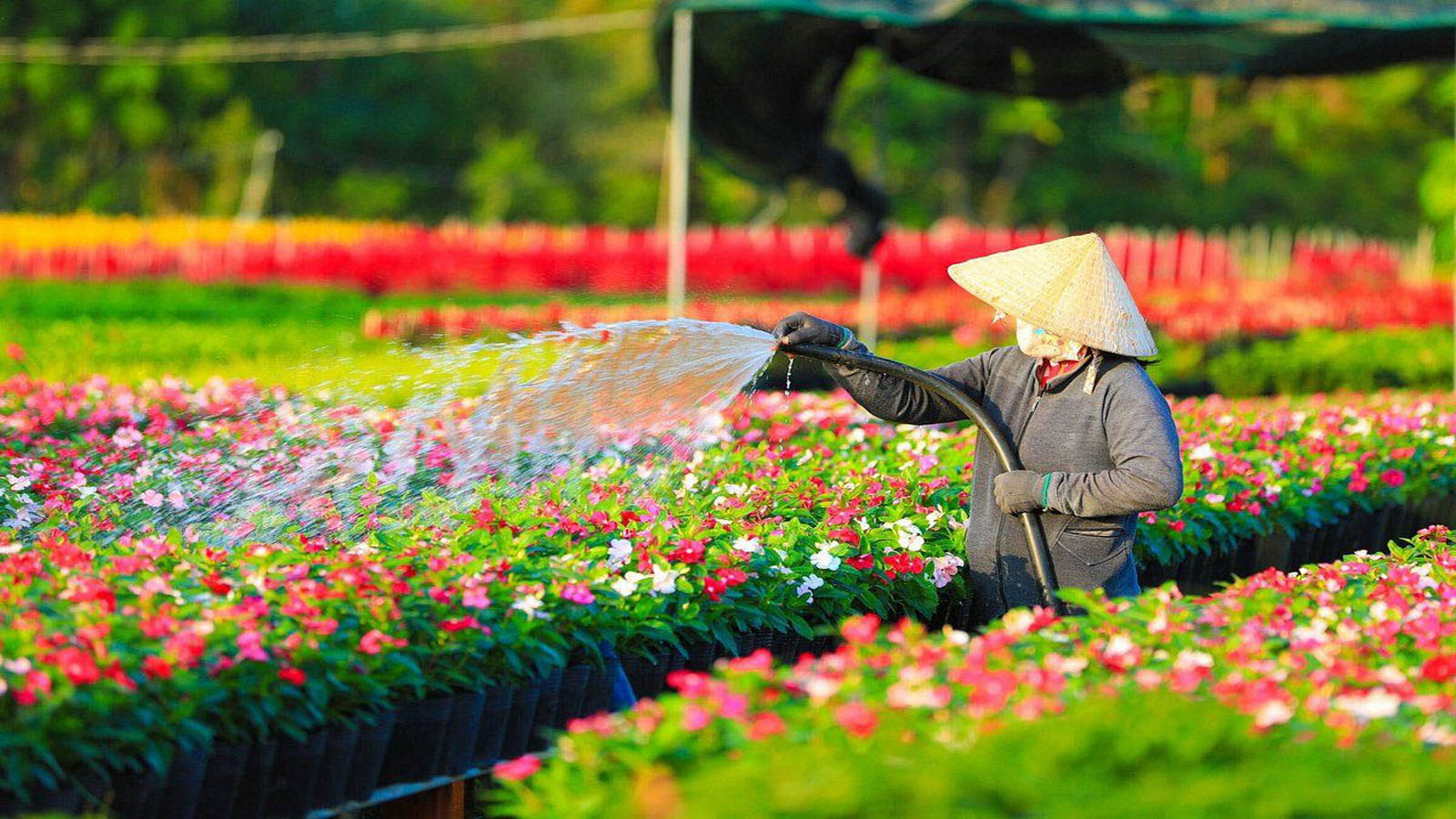 Làng hoa Hạ Lũng